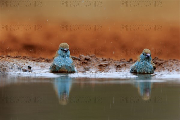 Angolan butterfly finch (Uraeginthus angolensis), blue-eared butterfly finch, adult, two birds, at