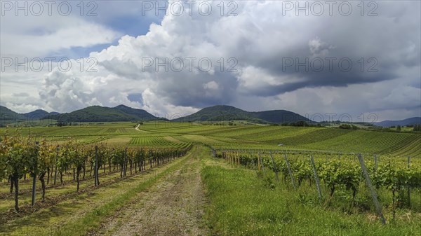 View over vineyards to the Palatinate Forest, Haardtrand, Southern Palatinate, Palatinate,