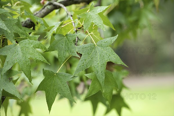 American sweetgum (Liquidambar styraciflua), Treptower Park, Germany, Europe