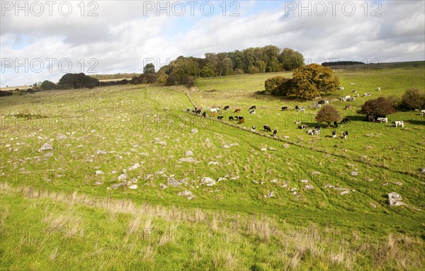 Fyfield Down national nature reserve, Marlborough Downs, Wiltshire, England, UK one of the