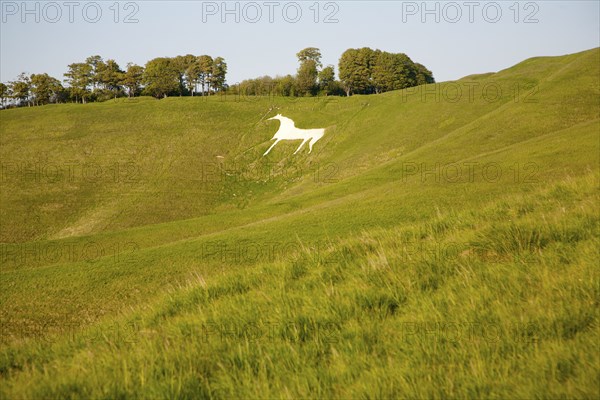 White horse in chalk scarp slope Cherhill, Wiltshire, England, UK dating from 1780