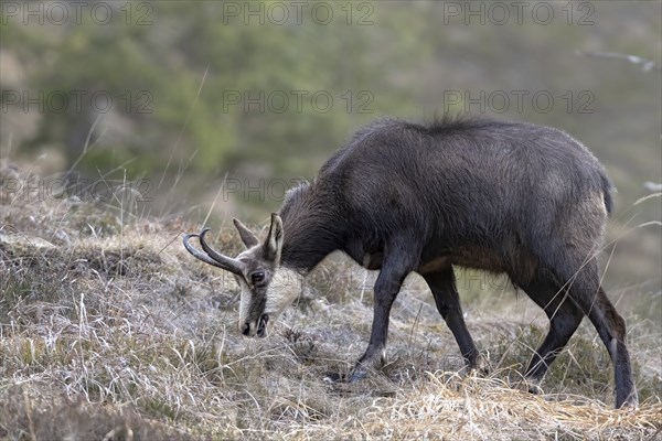 Chamois (Rupicapra rupicapra) feeding, Austria, Upper Austria, Totes Gebirge, Europe