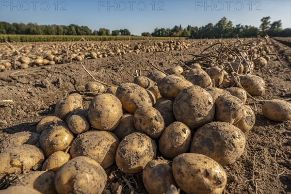 Potato harvest, Melodie variety, so-called split harvesting method, first the tubers are taken out