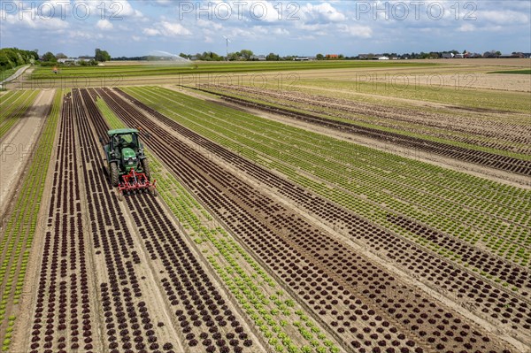 Farmer working a field with different heads of lettuce, in different stages of growth, weeds are