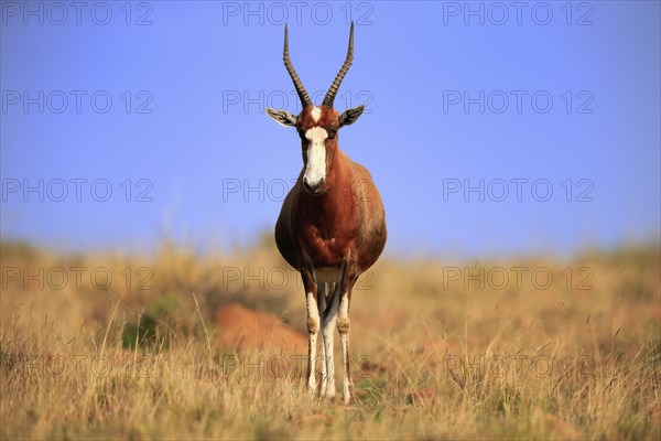Bontebok (Damaliscus pygargus), adult, alert, foraging, Mountain Zebra National Park, South Africa,