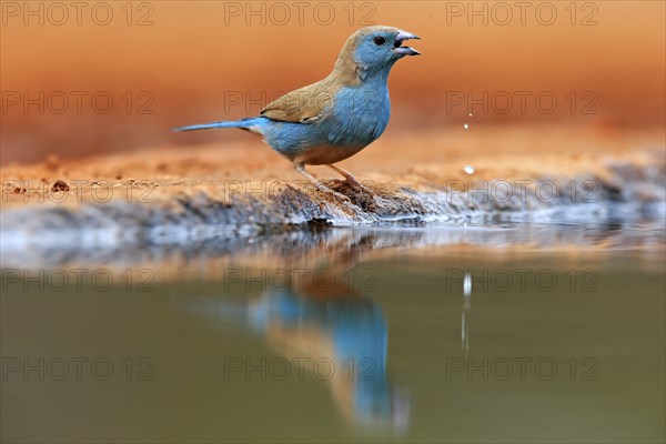 Blue waxbill (Uraeginthus angolensis), Angola butterfly finch, adult, at the water, Kruger National