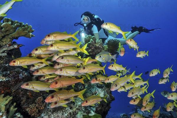 Diver Diver looking at yellowfin goatfish (Mulloidichthys vanicolensis) Yellowtail mullet, Pacific
