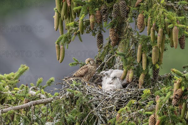 Common kestrel (Falco tinnunculus), female adult bird with young birds not yet ready to fly in the