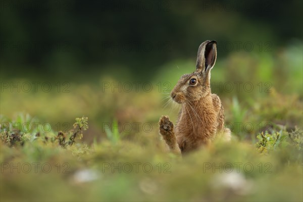 Brown hare (Lepus europaeus) adult animal stretching its front foot in a farmland field in the