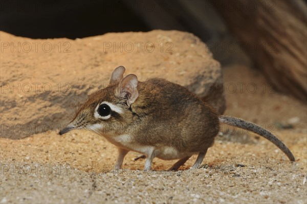 Red-brown elephant shrew or red-brown trunked shrew (Galegeeska rufescens, Elephantulus rufescens),