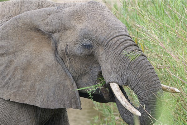 African bush elephant (Loxodonta africana), adult, feeding on reeds in the bed of the Olifants