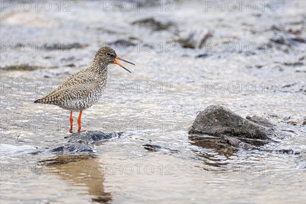 Common redshank (Tringa totanus), adult bird on a stone in the water calling with open beak,