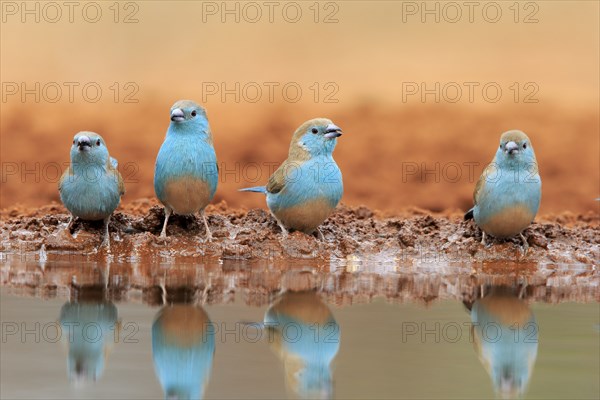 Blue-winged Oriole (Uraeginthus angolensis), Angola Butterfly Finch, adult, at the water, group,