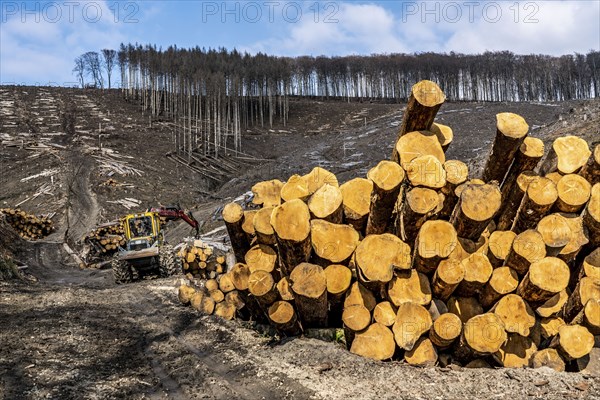 Cleared forest area north of the village of Öventrop, district of Arnsberg, dead spruce stands were