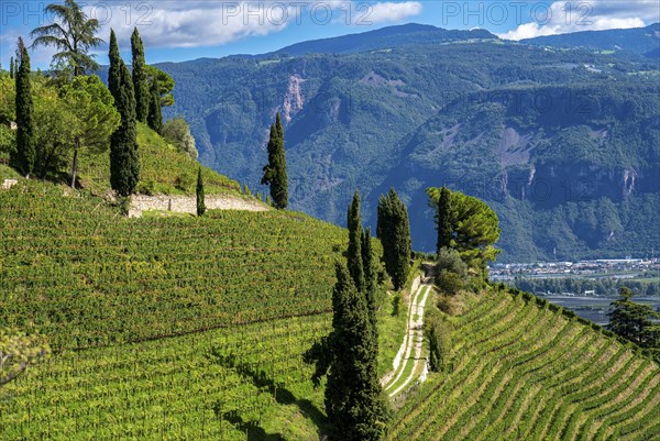 Landscape in the Adige Valley, in South Tyrol, above the village of Tramin, vineyards dominate the