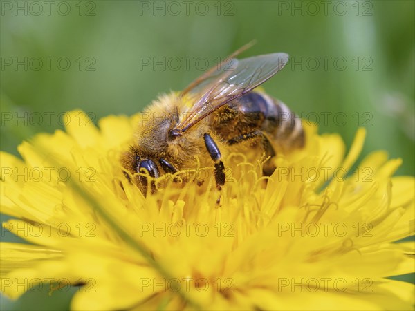 European hornet (Vespa crabro), insect, insects, macro, plant, garden, Neuhofen,