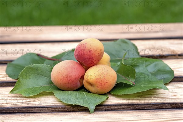Apricot (Prunus armeniaca 'Tardicot'), Cambridge Botanical Garden, Germany, Europe