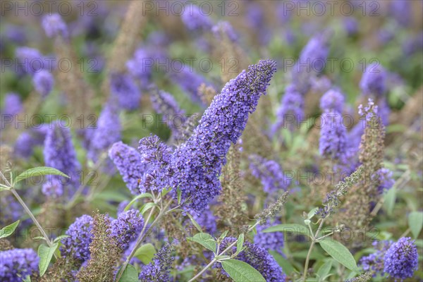 Summer lilac (Buddleja davidii 'Ellen's Blue'), BS SÃ¤mann, Bautzen, Saxony, Germany, Europe
