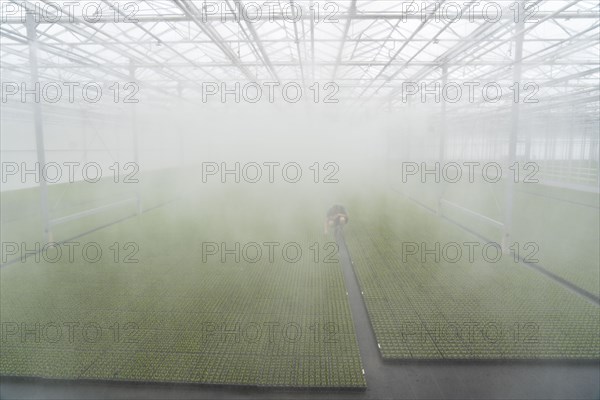 Garden nursery, cuttings, heather, broom heather plants, Calluna vulgaris, in the propagation