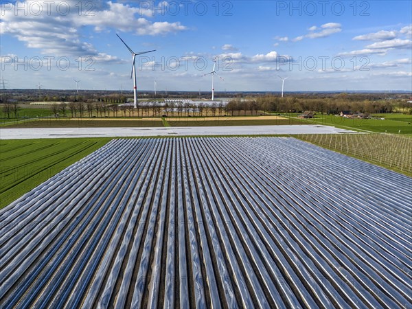 Asparagus fields, asparagus stems under foil, for faster growth, in the background foil greenhouses