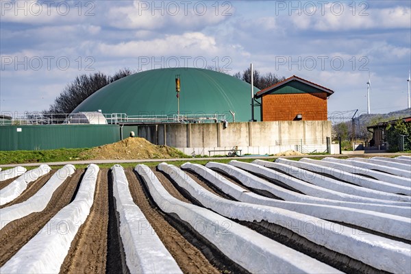 Asparagus fields, asparagus stems under foil, for faster growth, biogas plant on a farm, near
