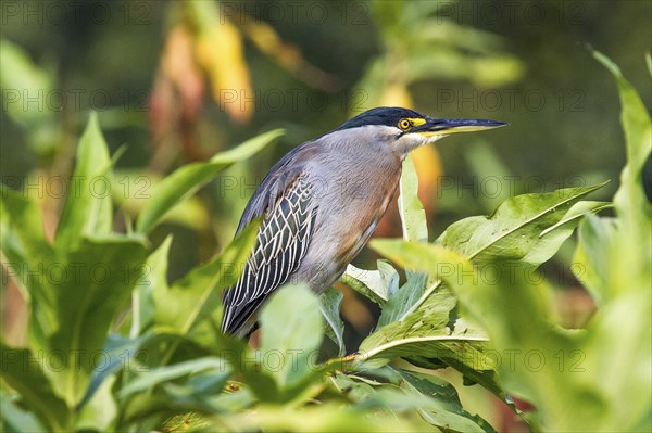 Rufescent tiger heron (Tigrisoma lineatum), South Africa, Africa