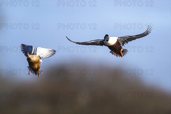 Northern Shoveler, Spatula clypeata, pair of birds in flight over marshes