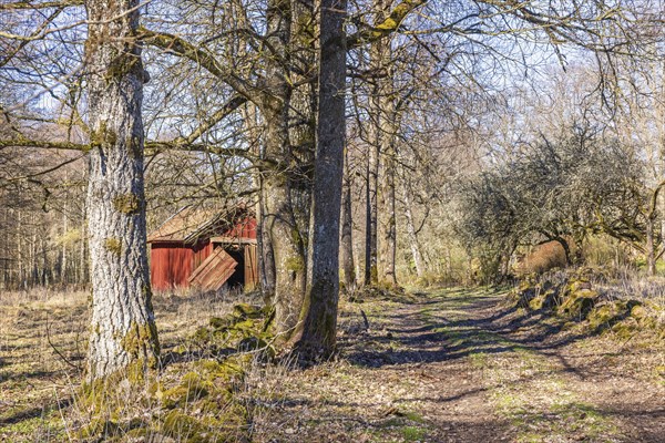 Red wooden shed in a deciduous forest in spring