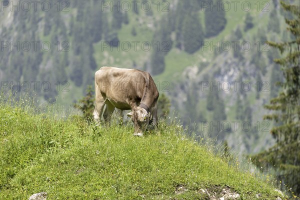 AllgÃ¤u Brown Swiss cattle (Bos primigenius taurus), Untere Luegenalpe in Oytal, AllgÃ¤u Alps,