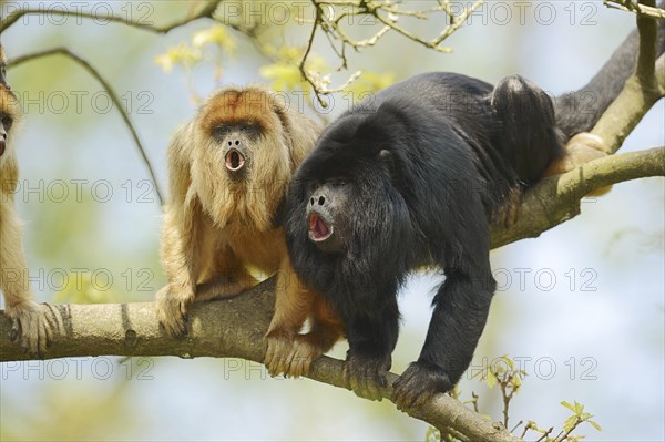 Black howler (Alouatta caraya), male and female calling, captive, occurring in South America