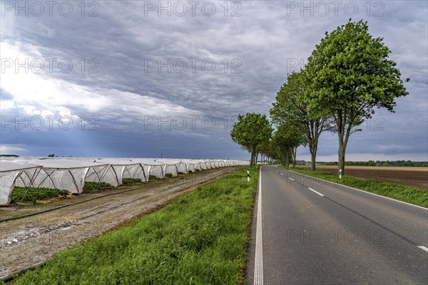 Agriculture, large areas with foil tunnel, for the cultivation of strawberries, south of Lövenich,
