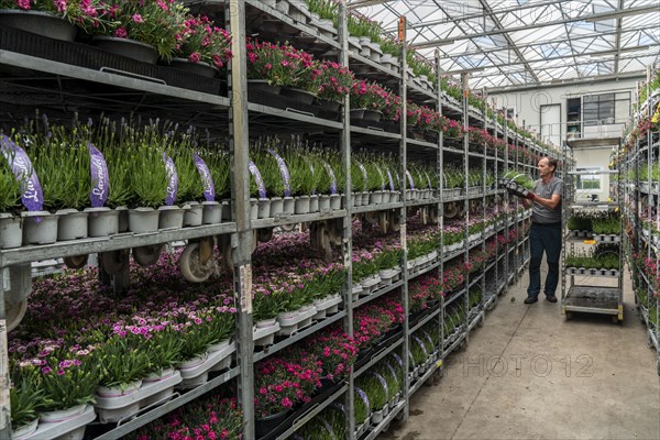 Horticultural business, lavender plants, in flower pots, outdoors, are packed to make them ready
