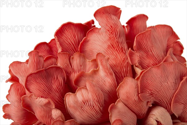 Pink oyster mushroom, bunch, close-up, raw, no people
