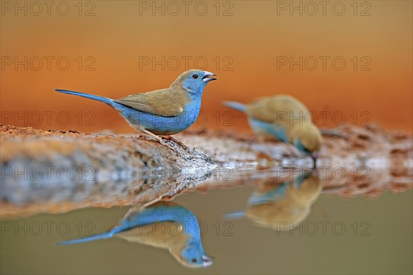 Blue-winged Oriole (Uraeginthus angolensis), Angola Butterfly Finch, adult, two birds, at the