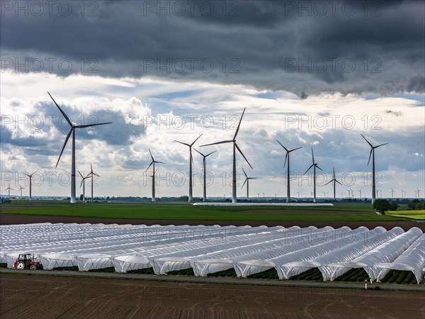 Agriculture, large areas with foil tunnel, for the cultivation of strawberries, freshly cultivated