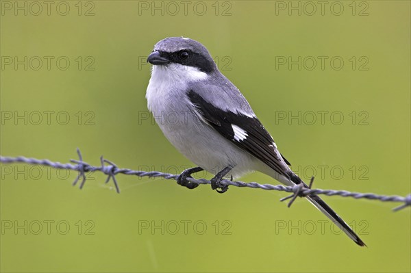 Loggerhead shrike (Lanius ludovicianus), Joe Overstreet Road, Osceola County, Florida, USA, North