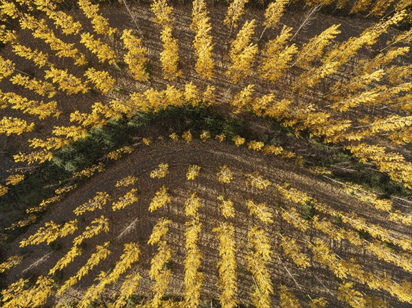 European Aspen (Populus tremula) in autumnal colours. Cultivated for timber. Aerial view. Drone