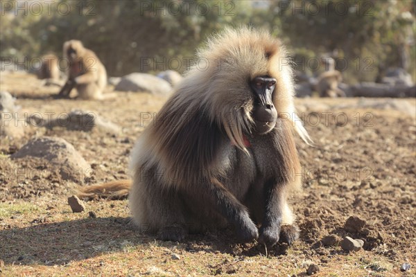 In the highlands of Abyssinia, in the Semien Mountains, landscape in the Semien Mountains National