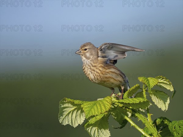 Linnet, Common Linnet, Eurasian Linnet, (Carduelis cannabin), (Acanthis cannabina), Linotte