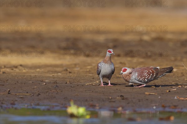 Africa, Gambia, speckled pigeon (Columba guinea), Pigeon roussard, Paloma de Guinea, Pigeon,