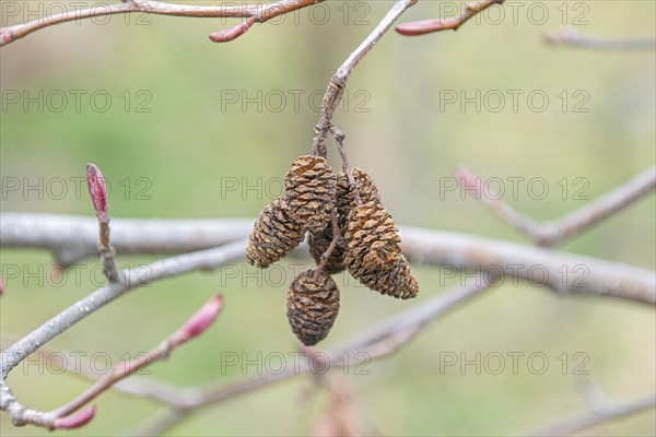 Red alder (Alnus rubra), Tharandt Forest Park, Germany, Europe