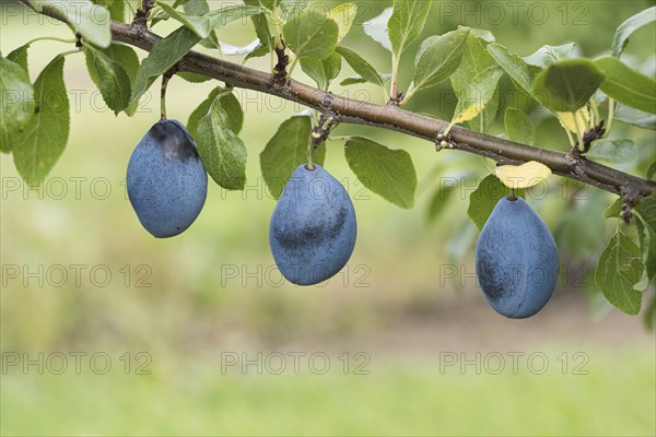 Plum (Prunus domestica 'Valjevka'), Bundessortenamt Prüfstelle Wurz, Germany, Europe