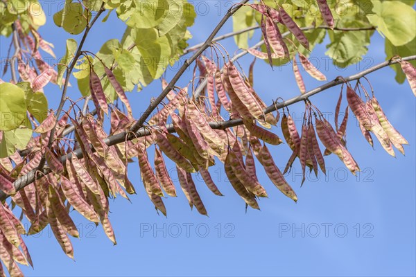 Judas tree (Cercis siliquastrum), State Institute for Agriculture and Horticulture, Ditfurt,