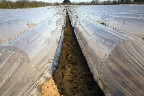 Plastic sheeting cloches protecting early vegetable crop in field, Hollesley, Suffolk, England,