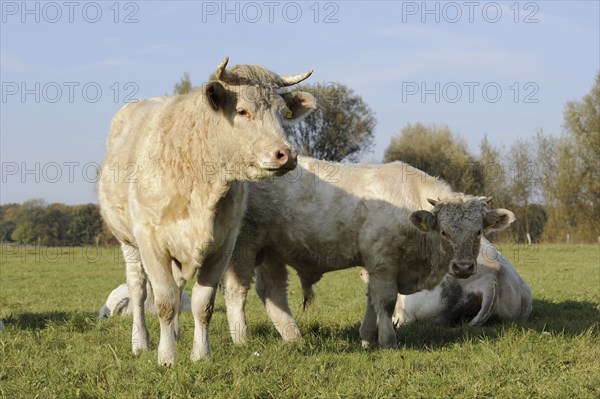 Charolais cattle (Bos primigenius taurus) on a pasture, North Rhine-Westphalia, Germany, Europe