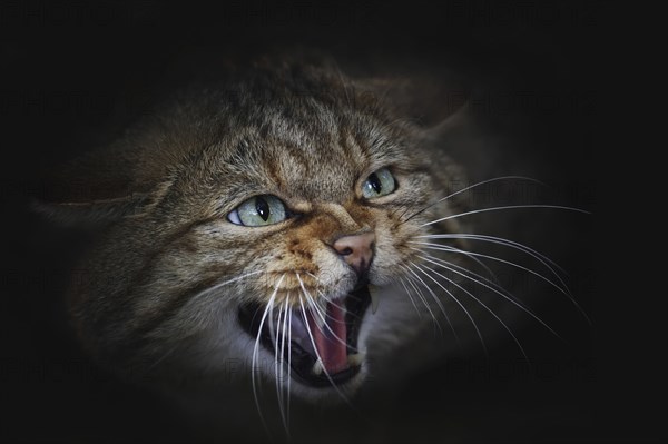 European wildcat (Felis silvestris silvestris) hissing, captive, North Rhine-Westphalia, Germany,