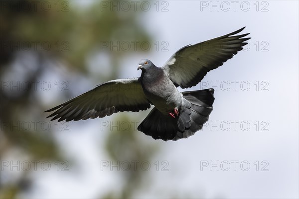 City dove (Columba livia forma domestica) in flight, wildlife, Germany, Europe