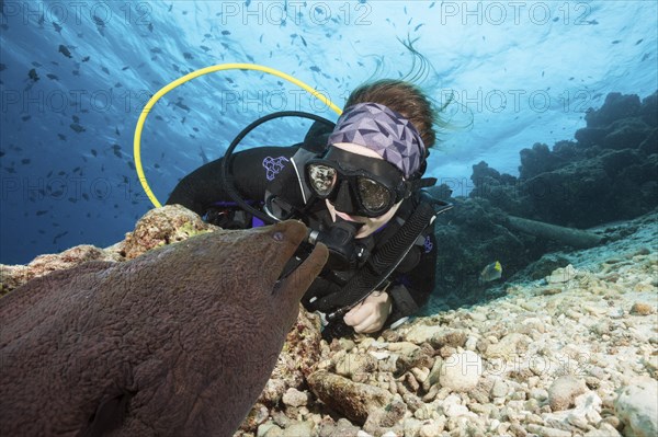 Diver and giant moray eel, Gymnothorax javanicus, North Male Atoll, Indian Ocean, Maldives, Asia