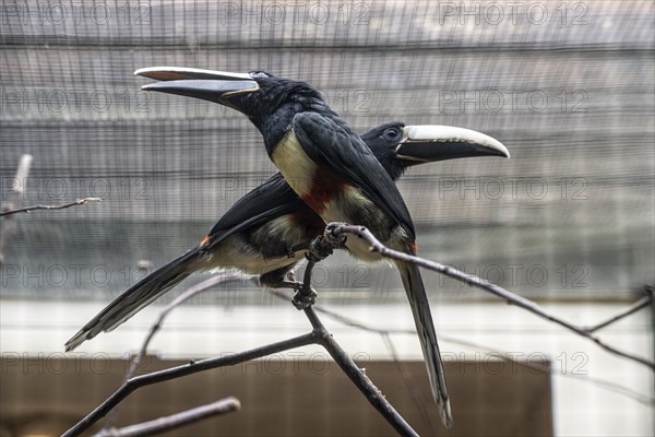 Black-necked aracari (Pteroglossus aracari), Walsrode Bird Park, Lower Saxony, Germany, Europe