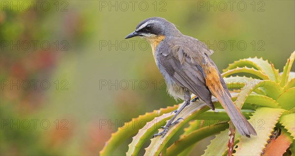 Cossypha caffra, family of flycatchers, Underberg surroundings, Underberg, KwaZulu-Natal, South